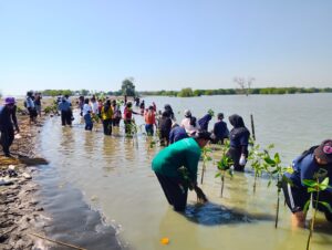 Hari Mangrove Sedunia, Ratusan Pelajar Turun ke Pantai Kartikajaya Tanam 1.000 Bibit